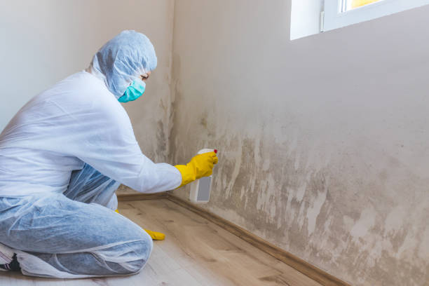 Licensed Black Mold Removal service in Cedarville, MI - WQB Mold Removal