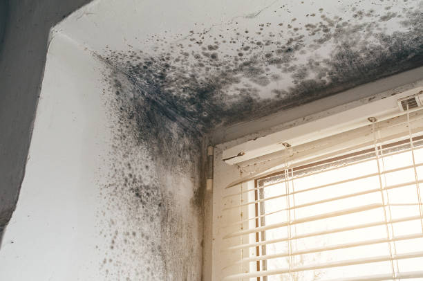 Affordable Black Mold Removal solutions in Cedarville, MI