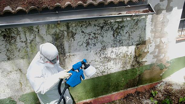 Top rated local Black Mold Removal specialists in Cedarville, MI
